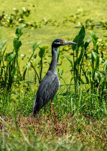 Obraz na płótnie Yellow-crowned night heron at Brazos Bend State Park, Texas w salonie