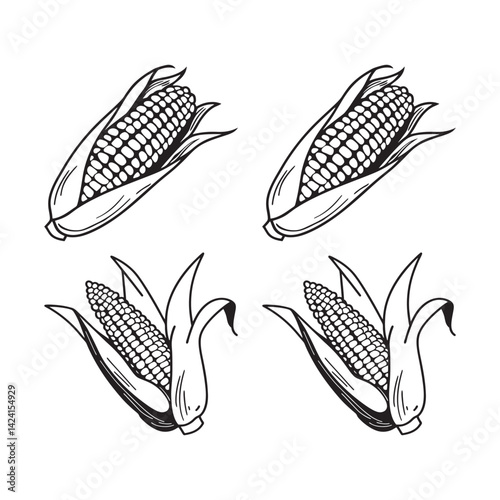 Corn on the cob illustration