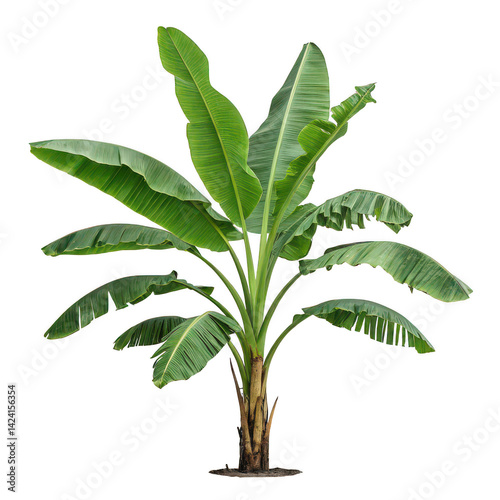 Banana plant png banana tree png tropical plant png transparent background image