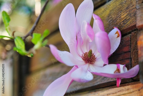 Magnifique fleur en bouton pendant le printemps