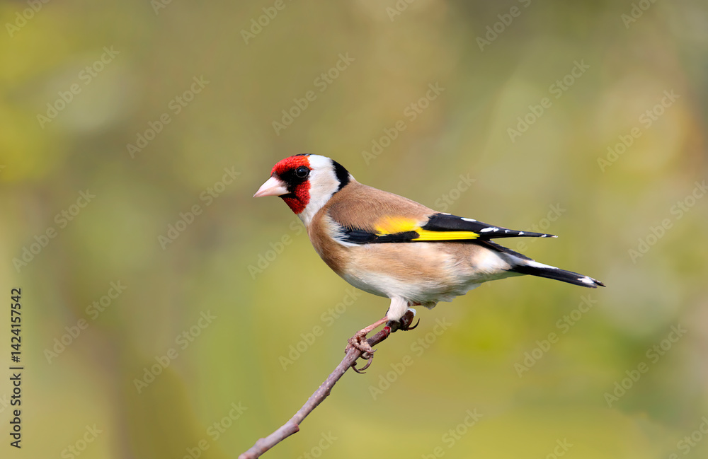 The Elegant European Goldfinch A Flash of Color The Elegant European Goldfinch A Flash of Color