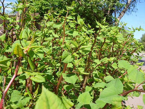 Large bed of young invasive Japanese Knotweed plant, reynoutria japonica photo