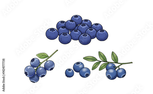 set of blueberries isolated on white background