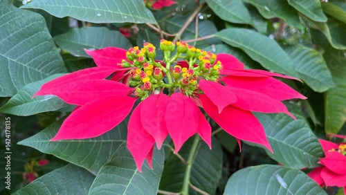 Beautiful vibrant red Christmas star decorative flower