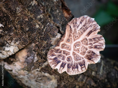 Edible brown shiitake mushroom (Lentinula edores) growing organically on an oak stem after being impregnated with spores