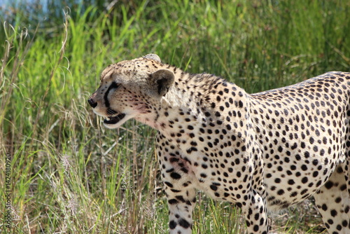 Canvas Print cheetah after lunch