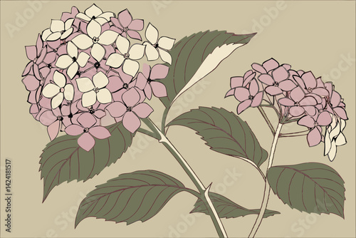 3 Hydrangea blossoms, pastel floral spheres, delicate petals, botanical illustration, soft color palette, flower clusters, garden variety, watercolor texture, spring blooms, nature study, floral arran