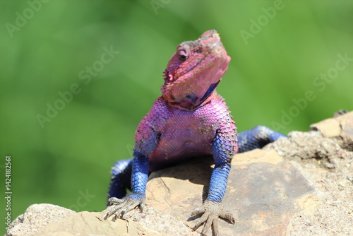 agama