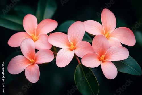 Delicate Pink Petals: A Floral Blossom Close-Up