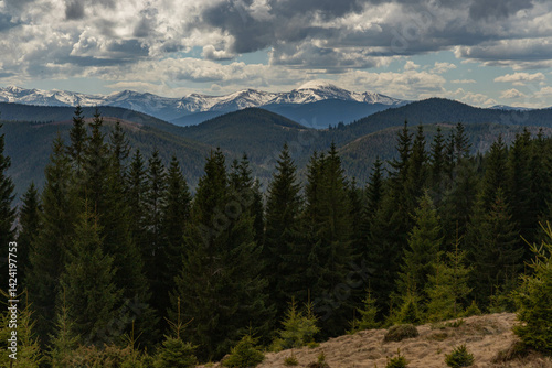 large spruce trees and snowy mountain peaks in the background