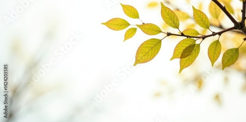 Obraz na płótnie Branches with leaves isolated on white background, white, wood w salonie
