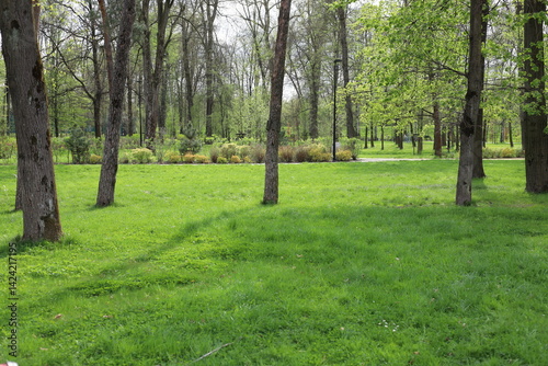 Fototapeta Naklejka Na Ścianę i Meble -  jary, drewna, lato, drewna, feuille, brzoza, feuille, außenaufnahme, liści, droga, roślin, okolica, słońce, światło słoneczne, piękne, galąz