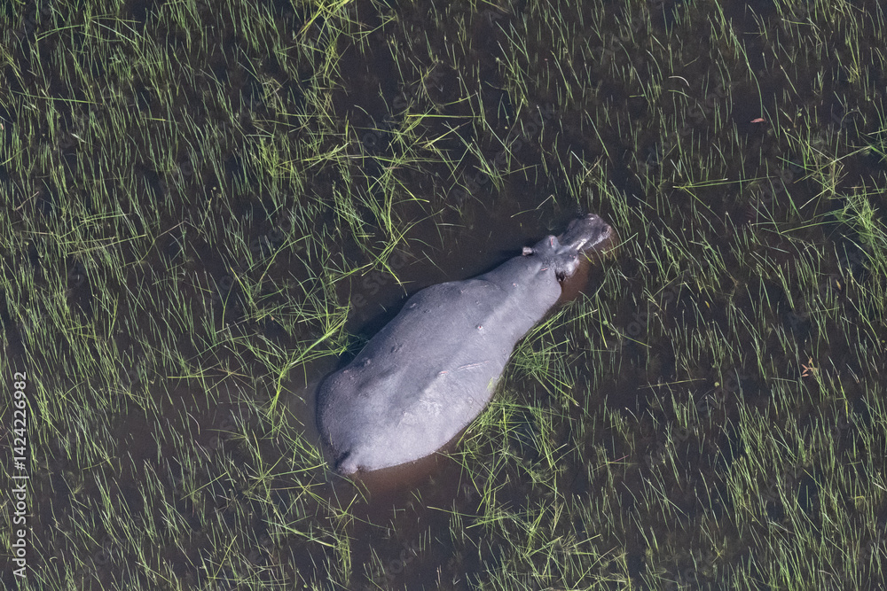 Aerial telephoto of an hippopotamus that is partically submerged in the Okavango Delta Wetlands in Botswana.
