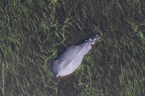 Obraz na płótnie Aerial telephoto of an hippopotamus that is partically submerged in the Okavango Delta Wetlands in Botswana. w salonie