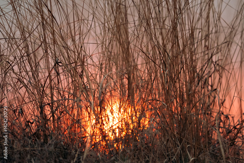 golden sunset light shining warmly through the wild tall grass in open field symbolizing freedom tranquility mindfulness and the beautiful untouched nature in a peaceful rural landscape at evening