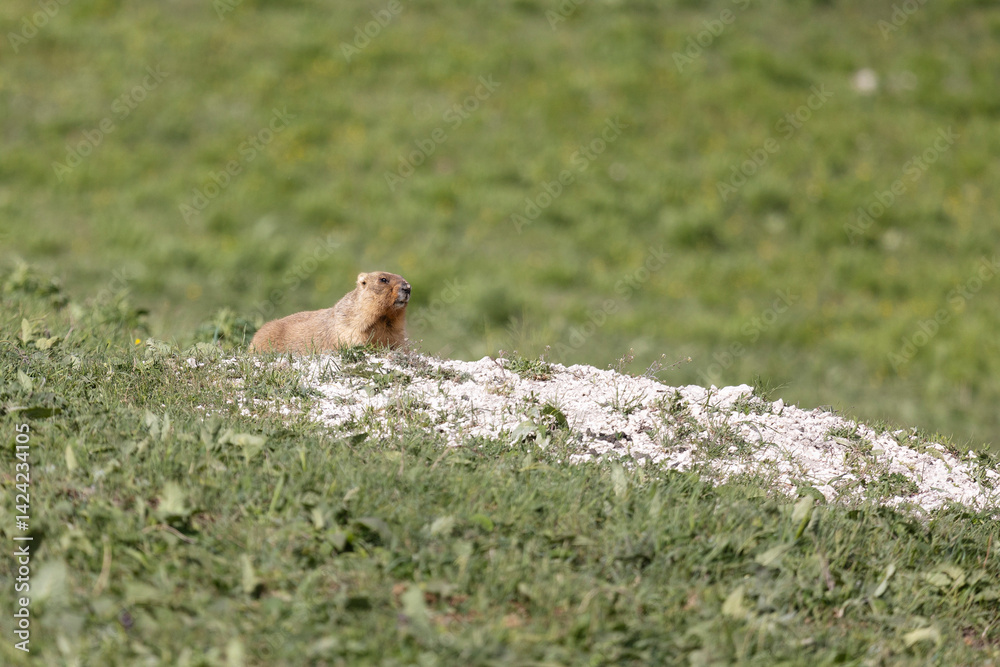 Bobak marmot stand on a grass on summer day close up