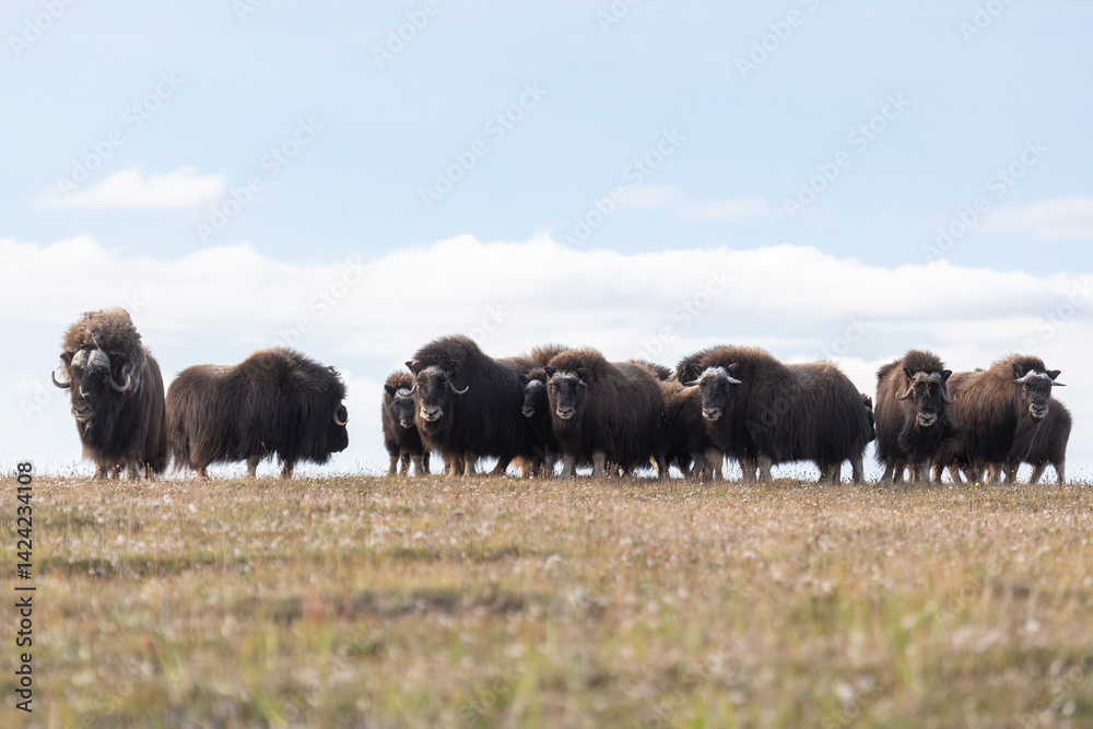 A large herd of musk oxen in the tundra. Republic of Sakha, Yakutia, Russia