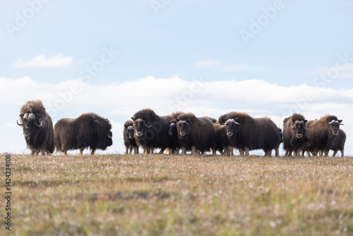 Obraz na płótnie A large herd of musk oxen in the tundra. Republic of Sakha, Yakutia, Russia w salonie