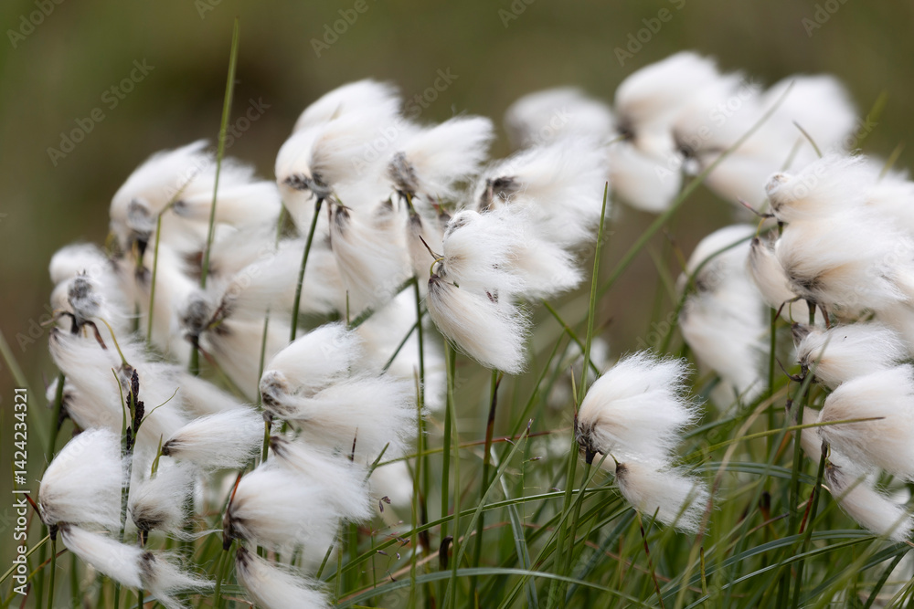 Blooming Eriophorum in the tundra close-up