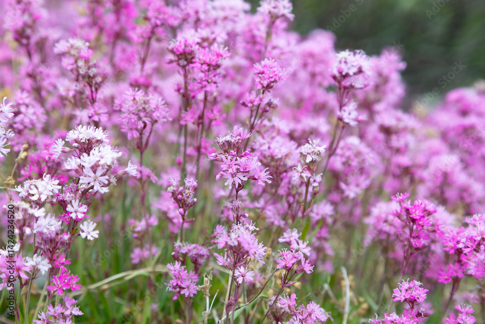 Blooming sticky catchfly or Viscaria vulgaris as background for design