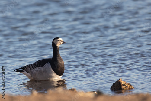 Barnacle goose standing on the river bank, close-up