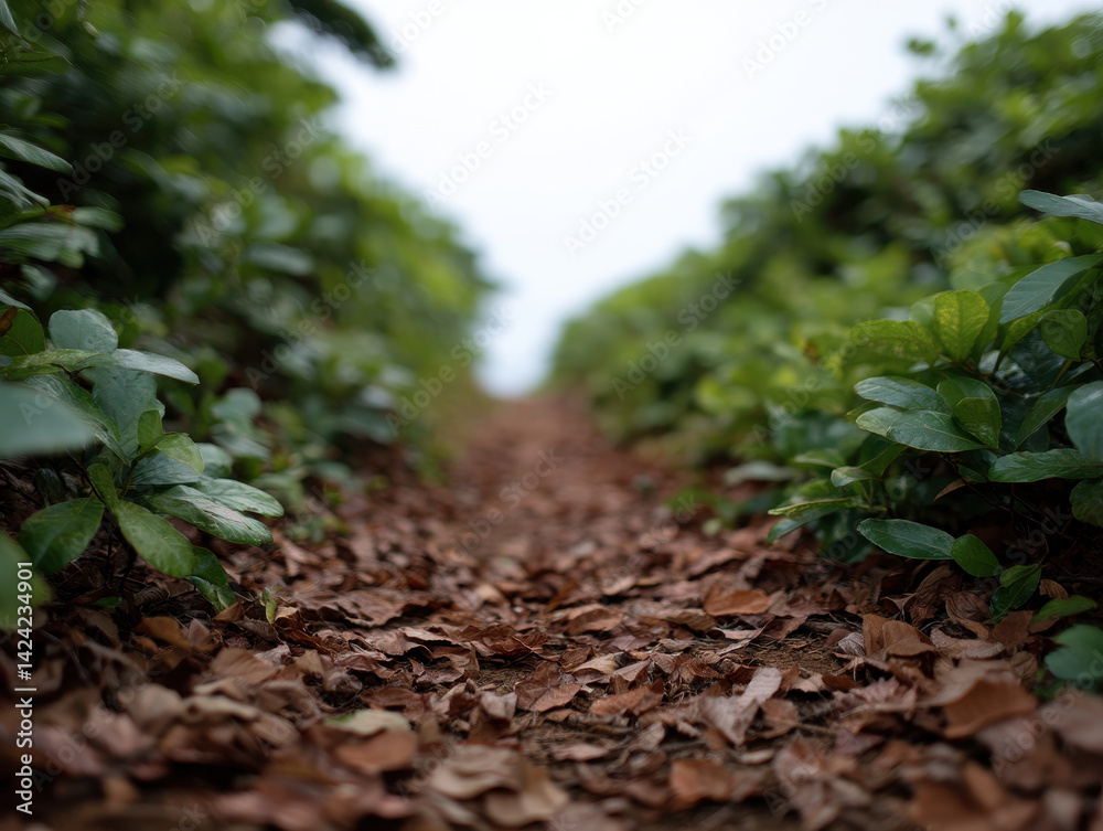 pathway of leaves leads through lush greenery, creating serene and natural scene pathway of leaves leads through lush greenery, creating serene and natural scene