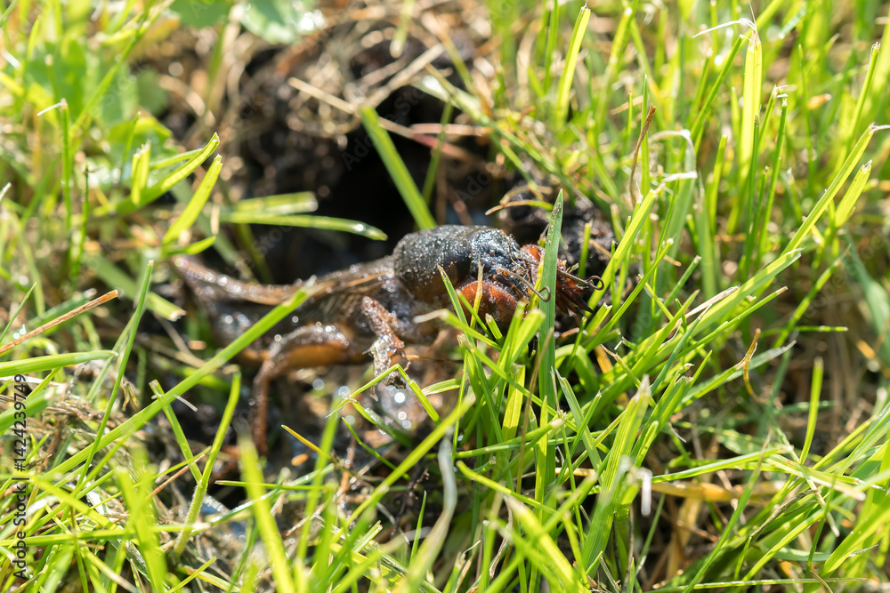 mole cricket from close range and low angle mole cricket from close range and low angle
