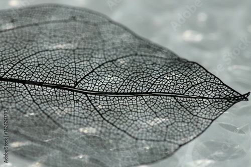 Beautiful skeleton leaf on bubble wrap, macro view