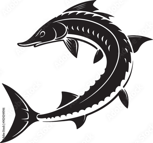 sturgeon freshwater fish line art silhouette vector illustration and Sturgeon fish hand drawing engraving style clip art sturgeon predator fish vector Sturgeon fish black and white icon