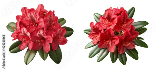 Cluster of vibrant red rhododendron blooms with glossy green leaves isolated on white or transparent background Cutout PNG photo