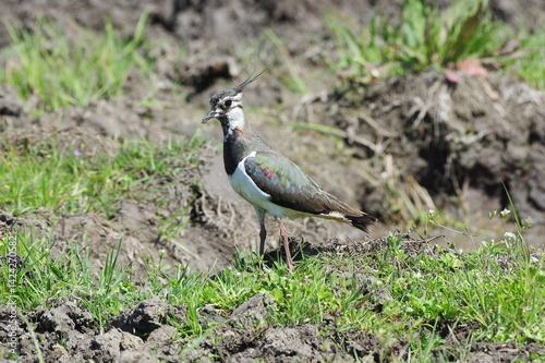  lapwing. Vanellus vanellus