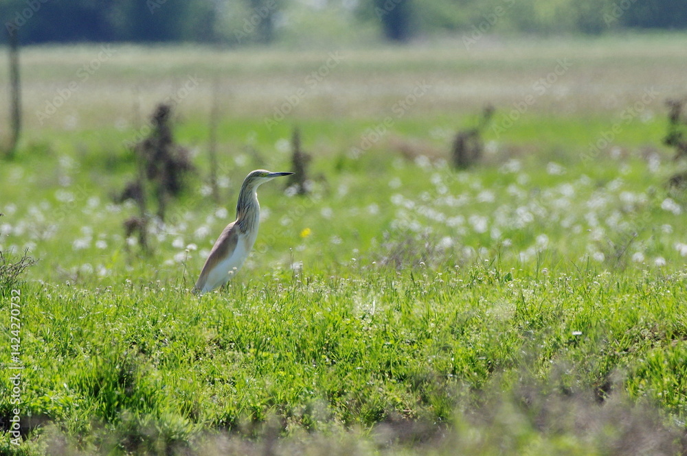 Fototapeta premium Squacco Heron in flight. Ardeola ralloides