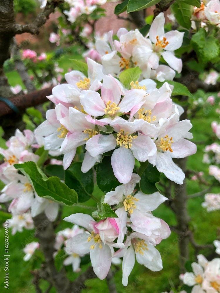 Apple blossom at a tree in the Netherlands. Spring