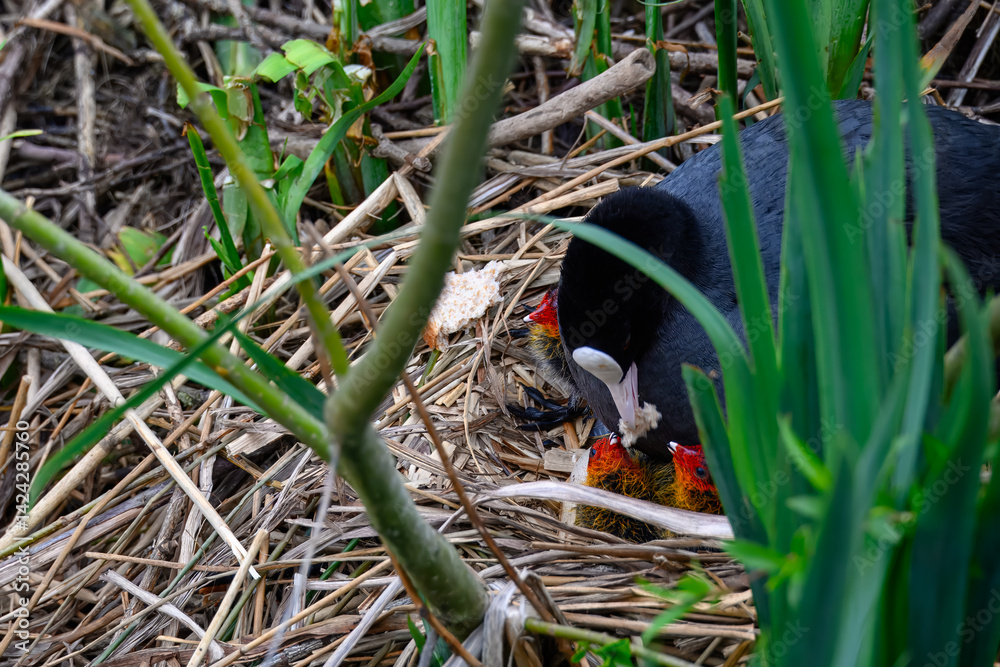 coot on nest feeding cute chicks coot on nest feeding cute chicks