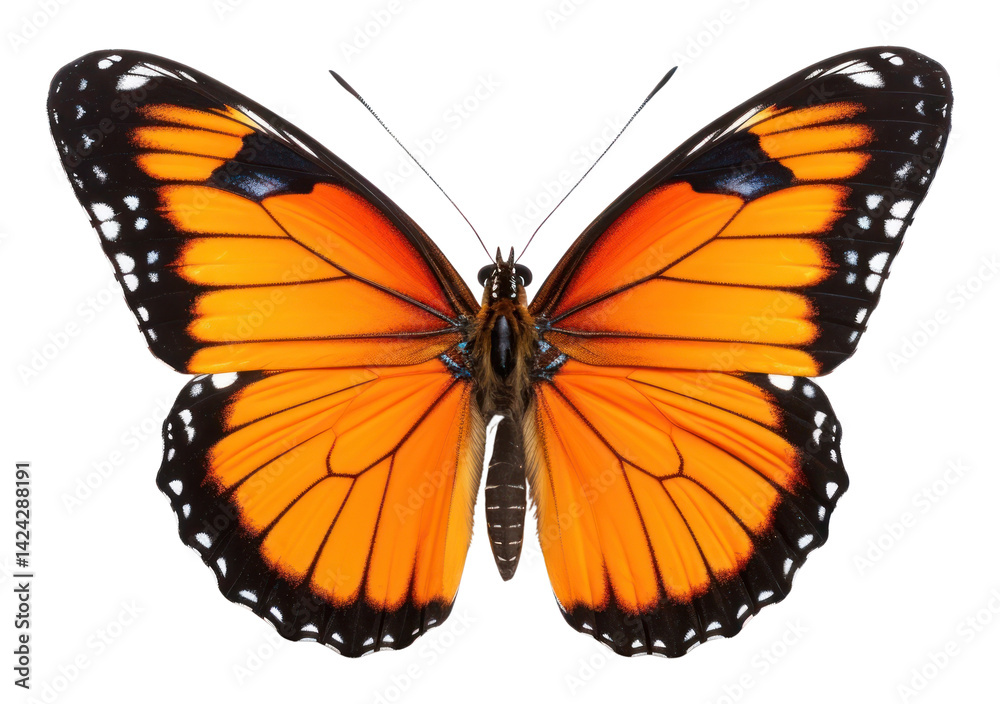 Fototapeta premium PNG Butterfly butterfly monarch insect.