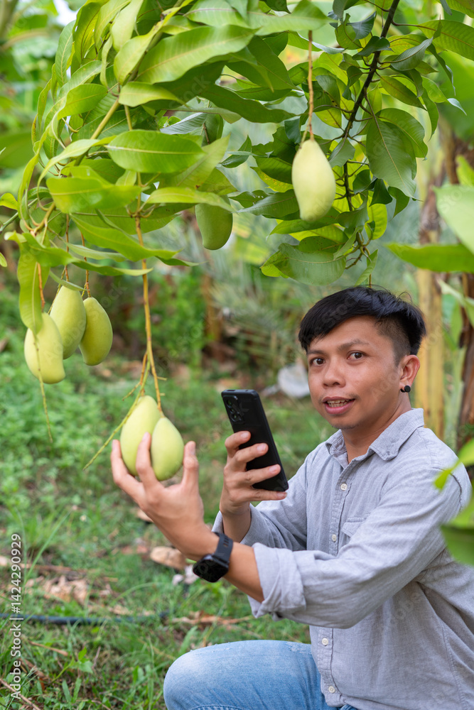 Harvesting green mangoes tropical orchard outdoor photography lush environment engaging viewpoint