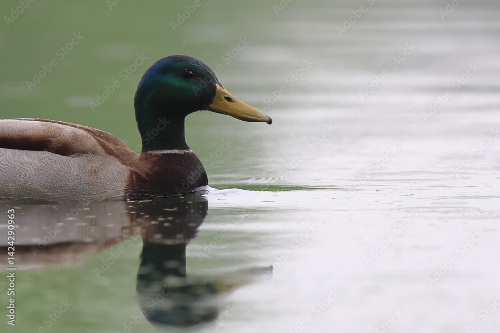 Fototapeta premium pace