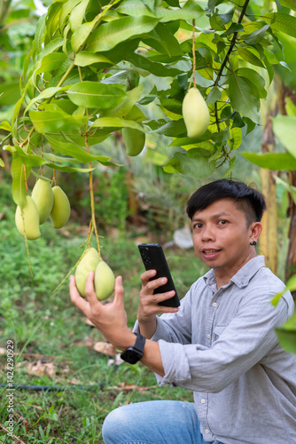 Harvesting green mangoes tropical orchard outdoor photography lush environment engaging viewpoint