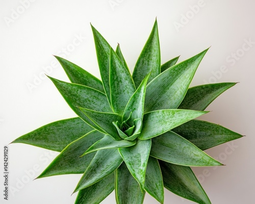 Plant top-down, green pointy leaves, beige background