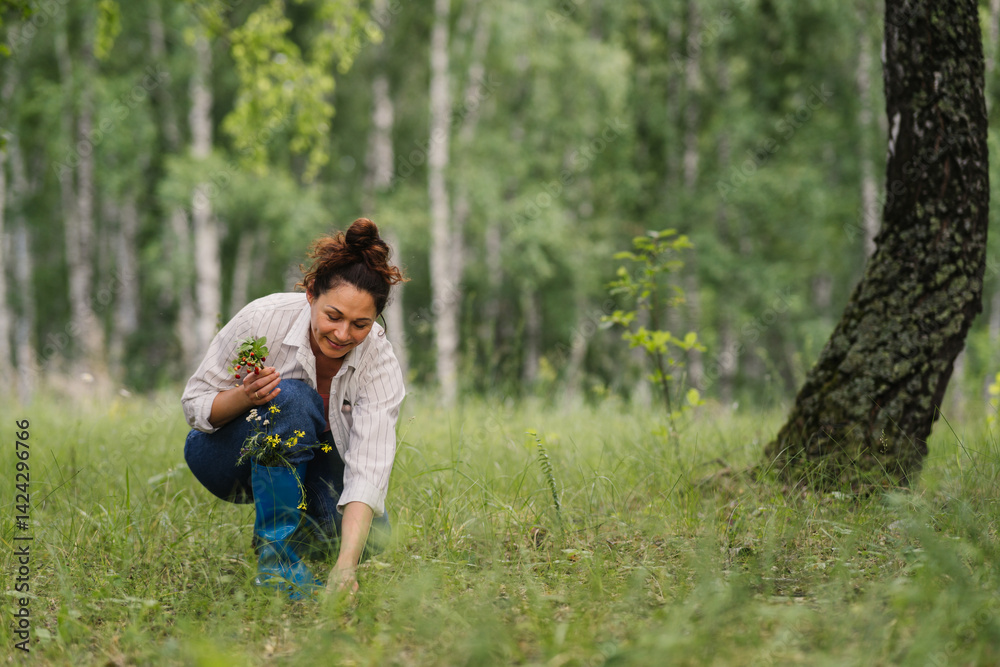 Obraz premium Woman collecting wild berries and plants in forest on summer day. Female enjoying leisure, healthy eating and natural lifestyle outdoors