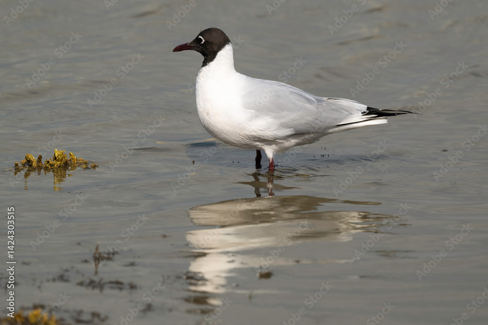 Fototapeta premium Mouette rieuse,.Chroicocephalus ridibundus, Black headed Gull