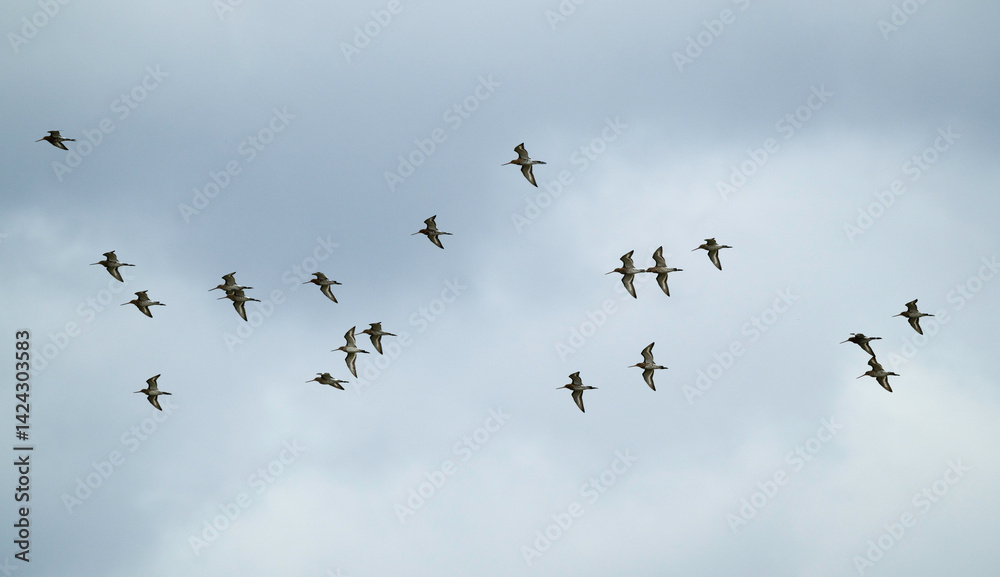 Obraz premium Barge à queue noire,.Limosa limosa, Black tailed Godwit