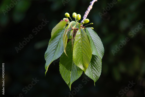 Fototapeta Naklejka Na Ścianę i Meble -  cerisier bigarreau, variete marmotte, verte, Prunus cerasus