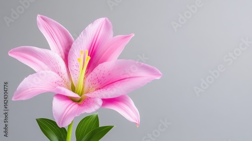 Single pink lily flower with green leaves blooming against a clean light grey background with copy space.