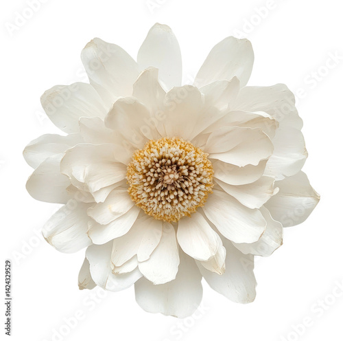 Wallpaper Mural PNG Daisy flower petals delicate. Torontodigital.ca