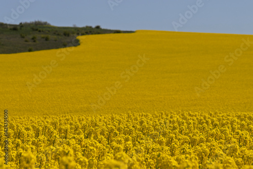 A sea of ​​bright yellow rapeseed (Brassica napus) flowers in full bloom create a striking contrast to the clear, azure sky above.