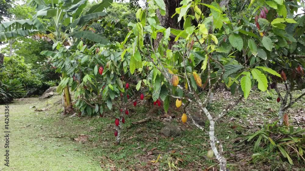 Plantação de cacau em Ilhéus Bahia