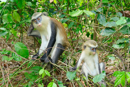 The Mona Monkey or Cercopithecus mona in West Africa is holy to the people in Ghana