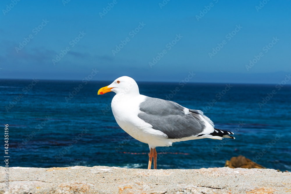 Close-up of a seagull resting on a ledge, its gray and white feathers contrasting with the vibrant blue ocean and horizon in the background