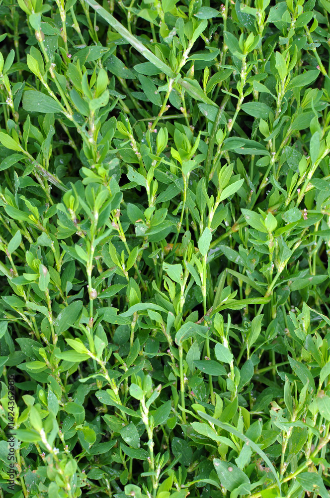 The grass Polygonum aviculare grows in nature The grass Polygonum aviculare grows in nature